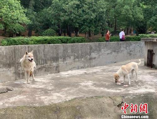 圖為狼正在守護狗吃雞肉 武一力 攝