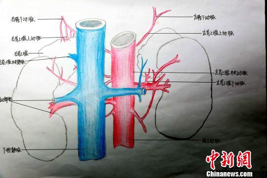 圖為腎上腺血管手繪圖。　唐楠 攝