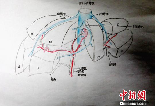 圖為肝的分葉和分段手繪圖。　唐楠 攝