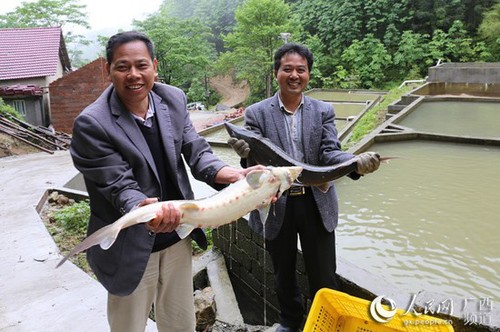 王熙開帶領村民養殖鱘魚