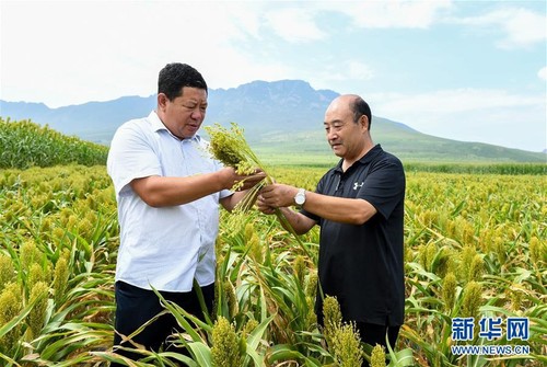 赤峰市農牧科學研究院研究員王昇（右）與笤帚苗種植戶在巴林左旗林東鎮的田地中查看笤帚苗長勢。