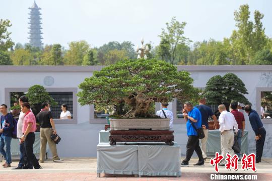 圖為2019年國際盆景賞石大會暨中國？遵義第四屆交旅投杯盆景展現場。　瞿宏倫 攝