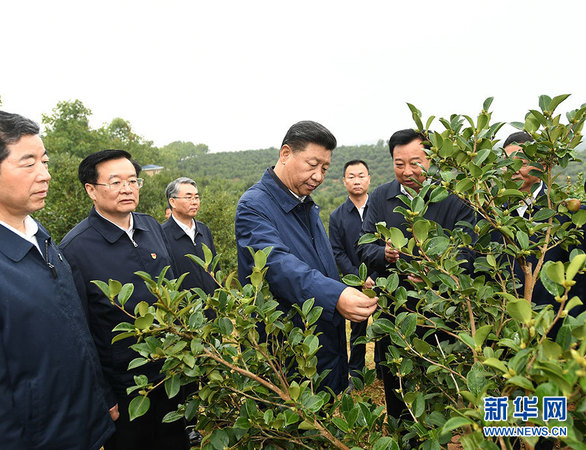 9月16日至18日，中共中央總書記、國家主席、中央軍委主席習近平在河南考察。這是17日上午，習近平來到信陽市光山縣槐店鄉司馬光油茶園，實地察看油茶樹種植和掛果情況。 新華社記者 謝環馳 攝