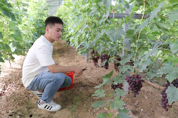 圖為游客在海子崖生態(tài)自摘園里采摘大葡萄