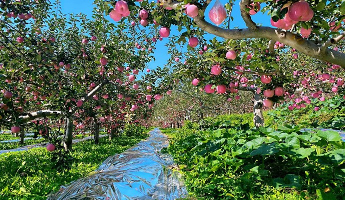 【中國夢·黃河情】山西黃河沿岸保護和發展的“算術題”這樣解