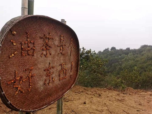 在商城縣白沙嶺萬畝油茶園，一處指引牌上寫著“油茶是個好東西！”。人民政協網記者付振強 攝