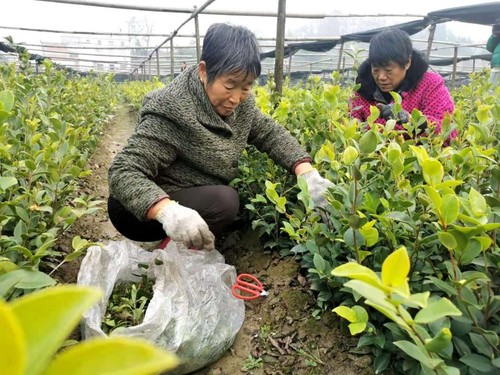 商城縣一處油茶良種繁育基地內，附近農戶實現家門口就業。人民政協網記者付振強 攝