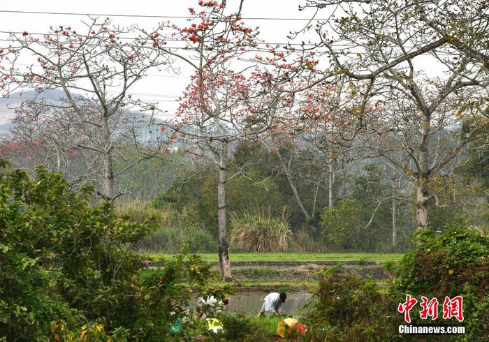 　圖為昌江黎族自治縣叉河鎮(zhèn)排岸村的村民在木棉花下開展春耕生產(chǎn)。 尹海明 攝