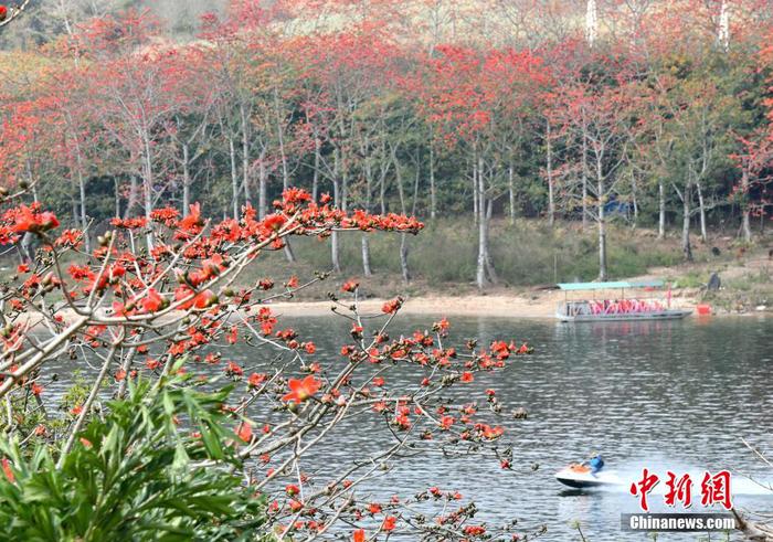 　圖為游客在昌江黎族自治縣七叉鎮(zhèn)尼下碼頭乘船觀賞昌化江兩岸的木棉花。 尹海明 攝2