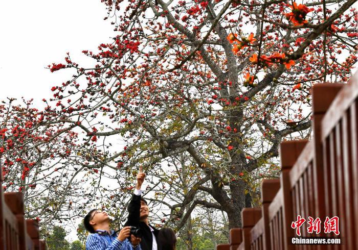 圖為游客在昌江黎族自治縣叉河鎮(zhèn)排岸村欣賞木棉花。 尹海明 攝