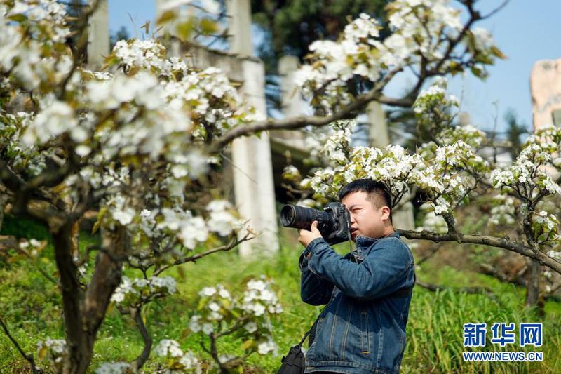 　3月11日，攝影愛好者在梨園內拍攝美景。