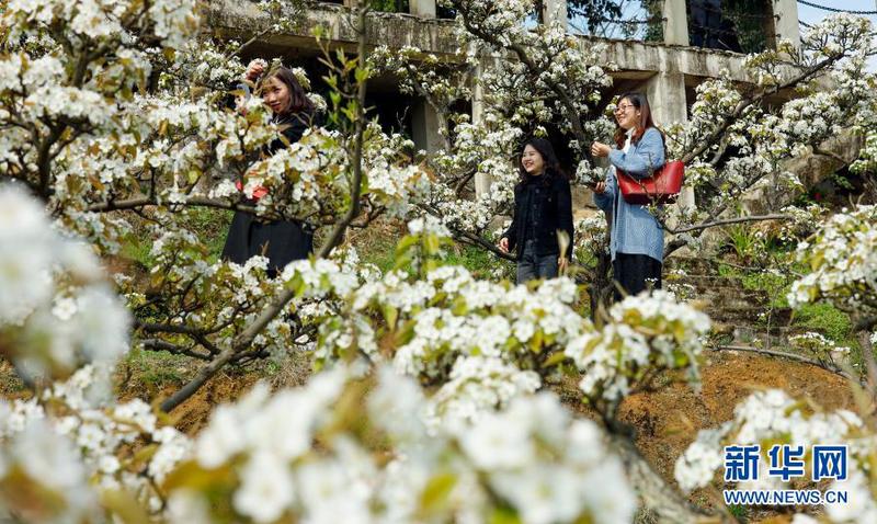 　3月11日，游客在盛開的梨花間游玩。