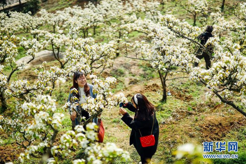 3月11日，放牛坪景區內，兩名游客沿著鄉村步道花間漫步。1