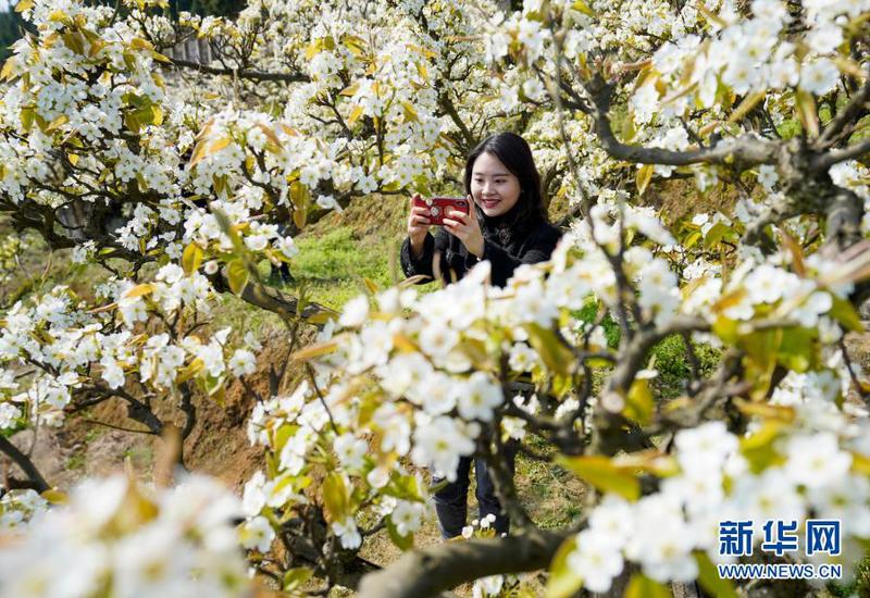 3月11日，游客在盛開的梨花間拍攝美景