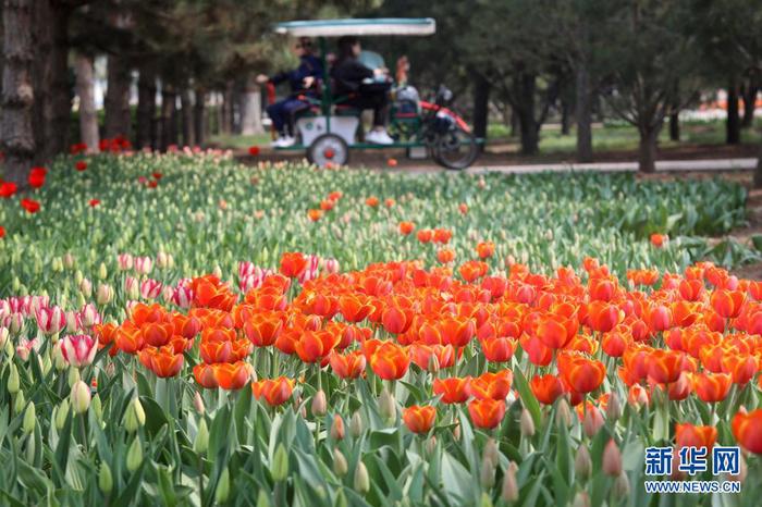 4月8日，游客在石家莊市植物園欣賞郁金香。