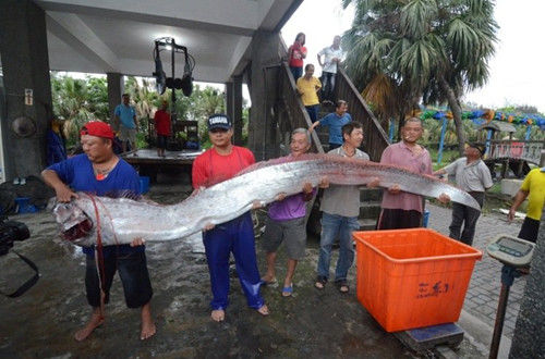 臺(tái)灣地震頻傳兩條逾四米長(zhǎng)地震魚被捕獲（圖）