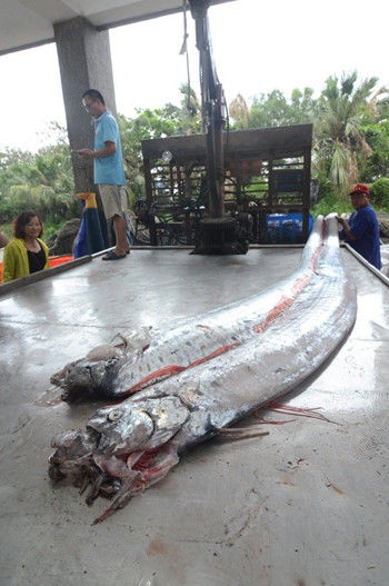 臺(tái)灣地震頻傳 兩條逾四米長(zhǎng)地震魚被捕獲（圖）